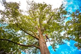 Best Tree Trimming and Pruning  in Loch Lomond, VA