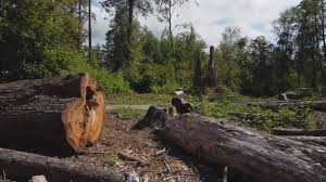 Best Tree Health Inspection  in Loch Lomond, VA