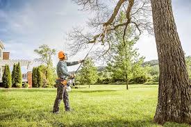 Best Fruit Tree Pruning  in Loch Lomond, VA