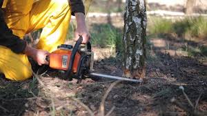 Best Tree Maintenance Programs  in Loch Lomond, VA
