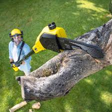 Best Palm Tree Trimming  in Loch Lomond, VA