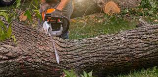 Best Lawn Grading and Leveling  in Loch Lomond, VA