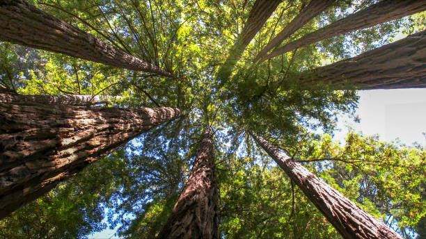 Best Tree Risk Assessment  in Loch Lomond, VA