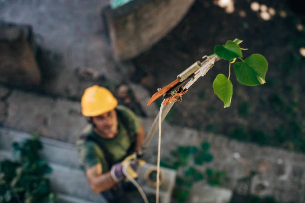 Best Emergency Tree Removal  in Loch Lomond, VA