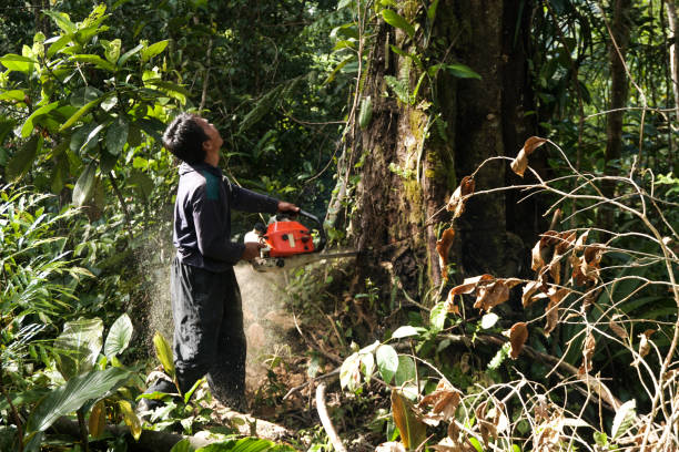 Best Hazardous Tree Removal  in Loch Lomond, VA