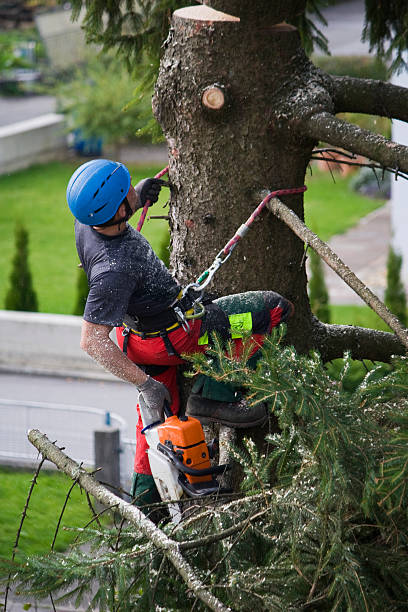 Best Tree Preservation Services  in Loch Lomond, VA
