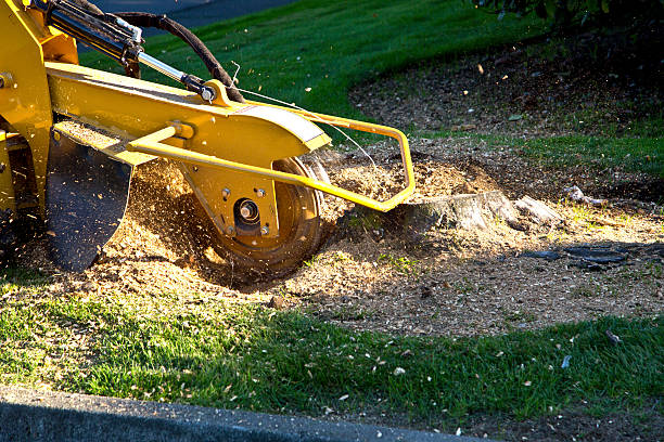 Best Commercial Tree Services  in Loch Lomond, VA