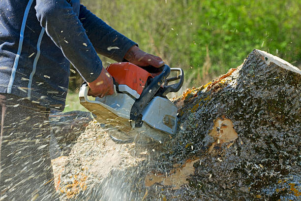 Best Soil Testing and Treatment  in Loch Lomond, VA
