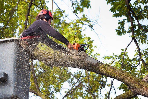 How Our Tree Care Process Works  in  Loch Lomond, VA