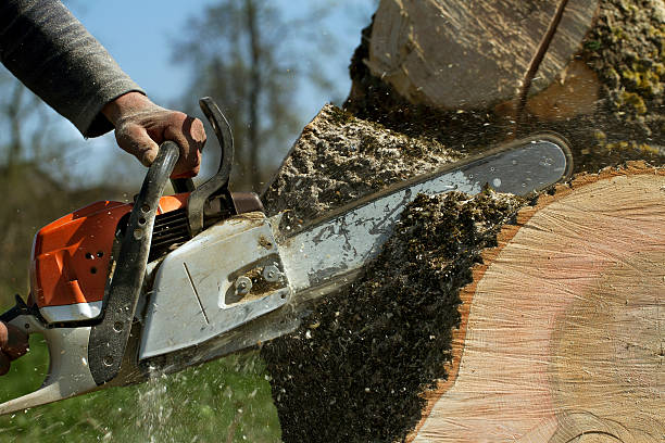 Trusted Loch Lomond, VA Tree Services Experts