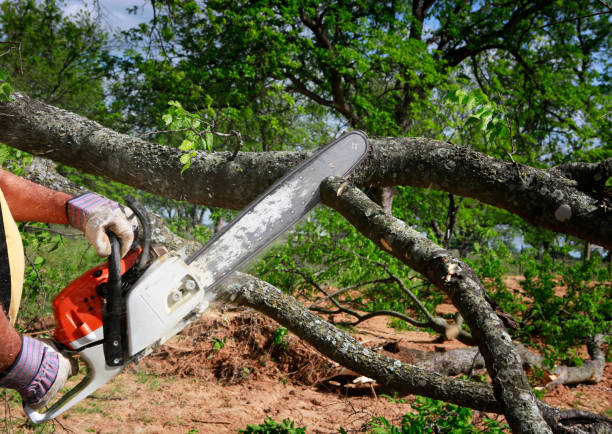 Best Tree Mulching  in Loch Lomond, VA