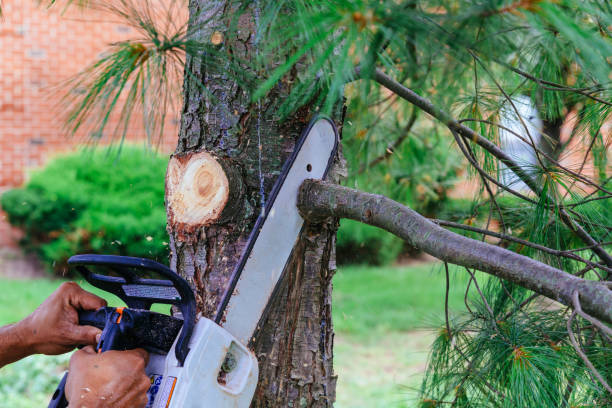 Best Palm Tree Trimming  in Loch Lomond, VA